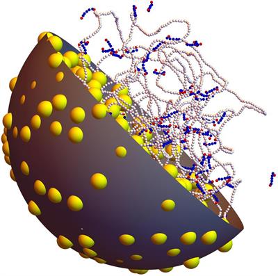 Organization of the bacterial nucleoid by DNA-bridging proteins and globular crowders